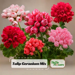 Tulip Geranium Mix Seeds - Pelargonium x hortorum - Tulip-Shaped Flower Geranium Blend - Unique Ornamental Garden Plant