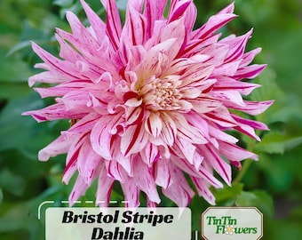 Semillas de dalia Bristol Stripe - Polinización abierta - Reliquia - Semillas de flores - Mezcla de semillas para plantar - .#D085
