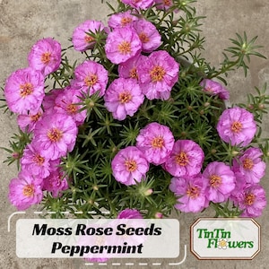 May include: Close-up of a pot of pink moss rose flowers. The flowers are in full bloom and have a delicate, ruffled appearance. The text "Moss Rose Seeds Peppermint" is visible in the image.