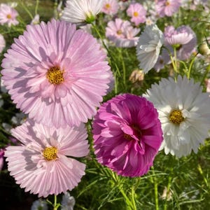 May include: A cluster of cosmos flowers in shades of light pink, deep magenta, and white. Each flower features a central yellow disk surrounded by multiple layers of delicate, ruffled petals. The blooms are set against a backdrop of green stems.