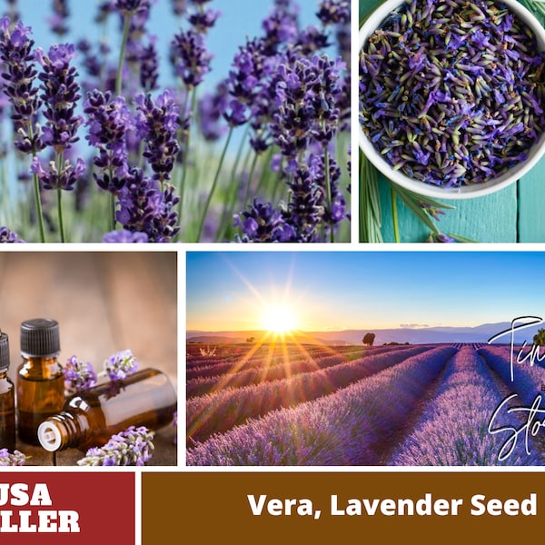 155 seeds|  Vera Lavender seeds - Perennial -Authentic Seeds-Flowers -Organic. Non GMO -Vegetable Seeds-Mix Seeds for Plant-B3G1#6008