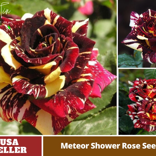 Red and Yellow Meteor Shower Rose Seeds -Perennial -Authentic -Flowers -Organic. Non GMO -Seeds-Mix Seeds for Plant-B3G1#1074.
