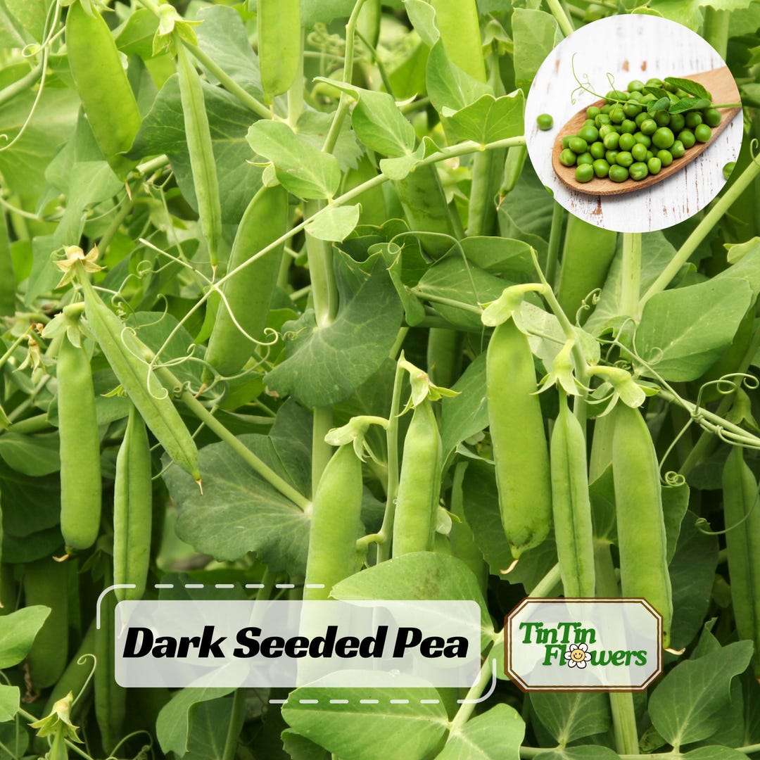 Dark Seeded Pea Seeds – High-yield Garden Pea Variety | Cool-season ...