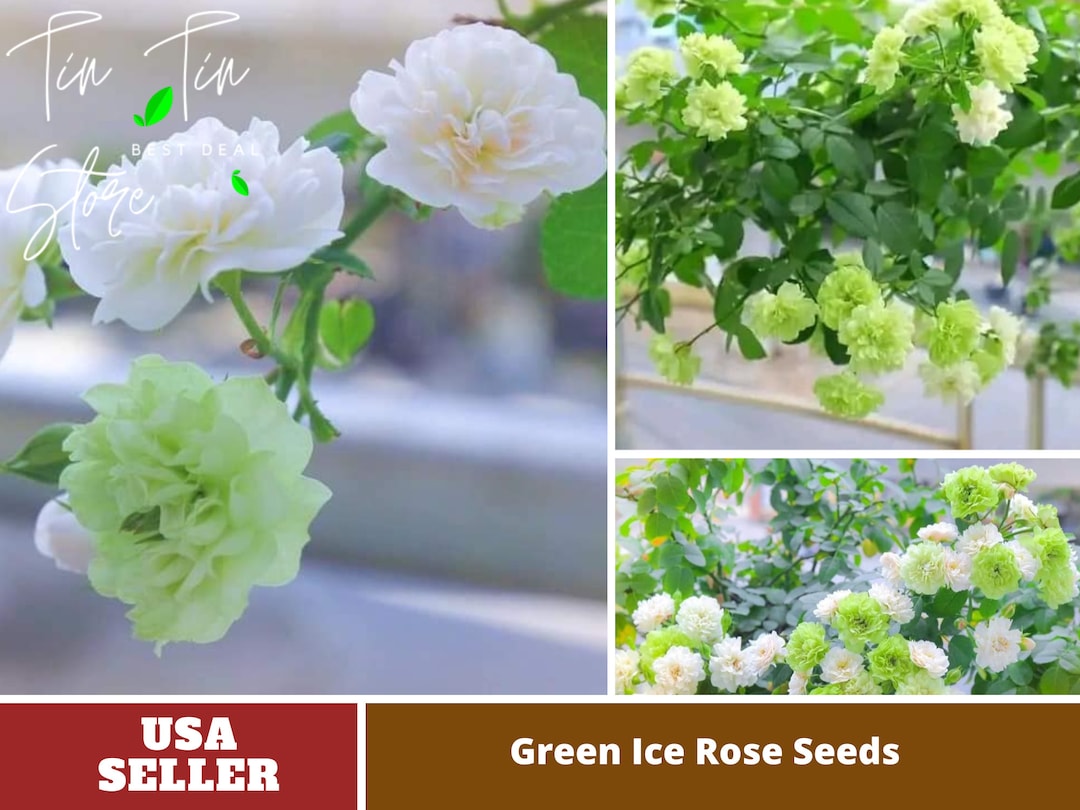 Green Ice Rose Perennial Authentic Seeds Mix Seeds Late Winter to Early ...