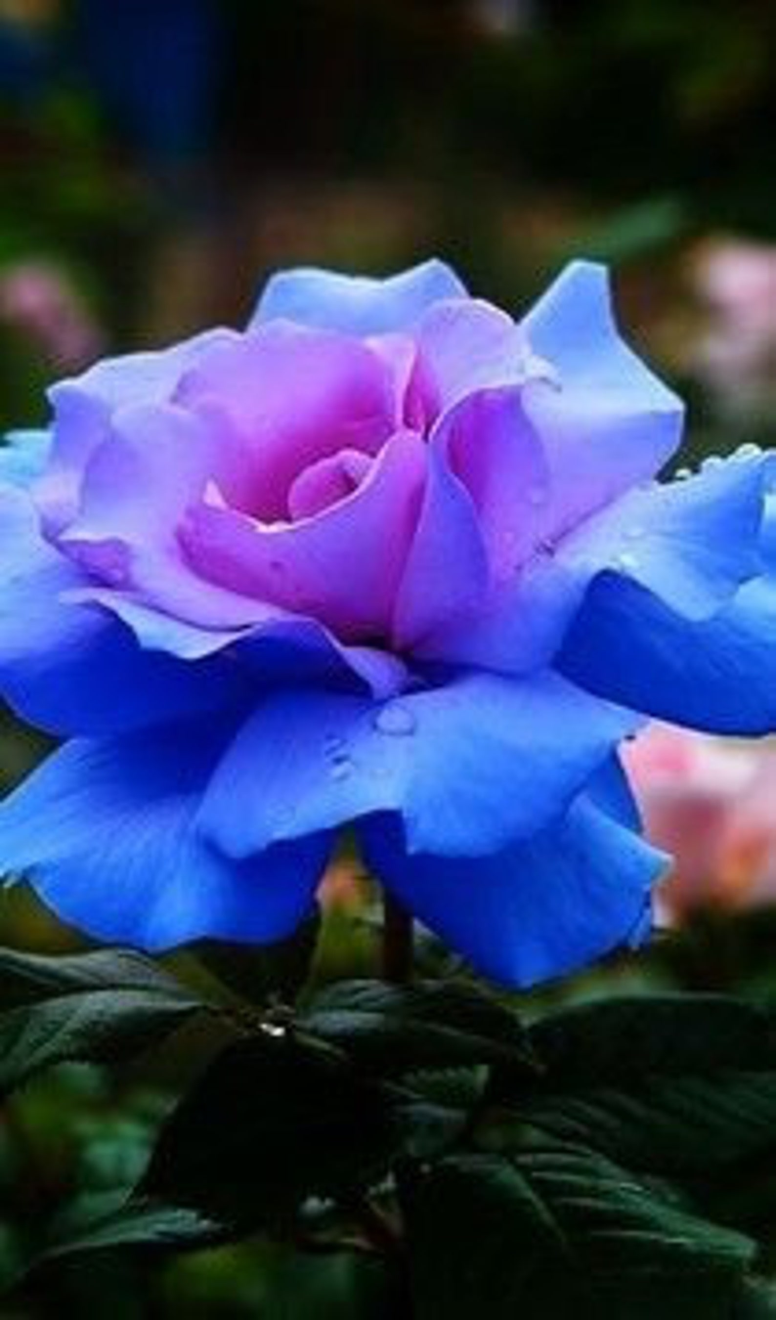 30 Rare Seedblues Blue Rose Seeds Perennial authentic Etsy