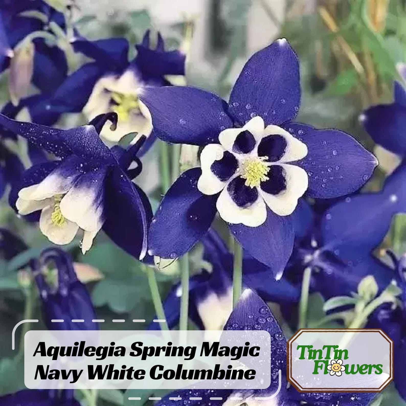 Aquilegia Spring Magic Navy White Columbine Seeds - Cold Resistant ...