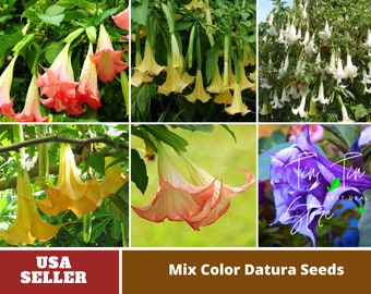 Moon Angel-Trumpet Datura Seeds -Mix Seeds-Perennial -Authentic Seeds-Flowers -Organic. Non GMO-Mix Seeds for Plant-B3G1#G007