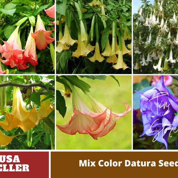 Moon Angel-Trumpet Datura Seeds -Mix Seeds-Perennial -Authentic Seeds-Flowers -Organic. Non GMO-Mix Seeds for Plant-B3G1#G007