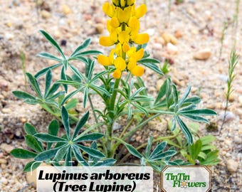 Lupinus arboreus (Tree Lupine) Seeds- Bluebonnet- Lupin-Heirloom Flower - Native Wildflower - Pollinator Friendly - Perennial