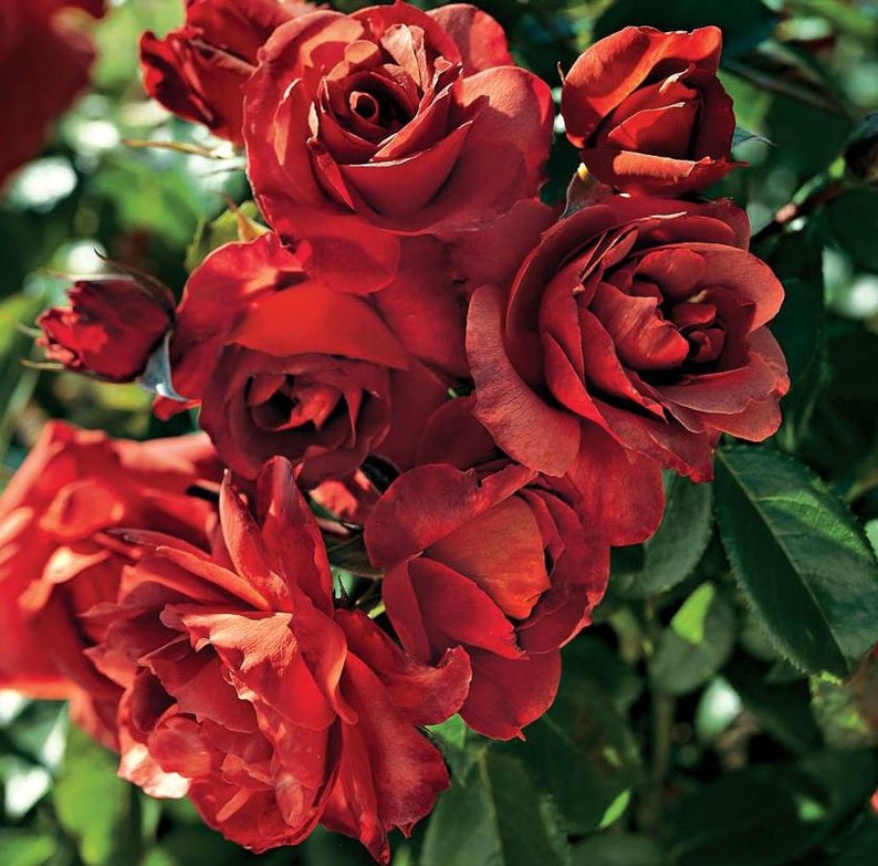 30 Seeds Hot Cocoa Floribunda Flower Rose Seedsperennial Etsy