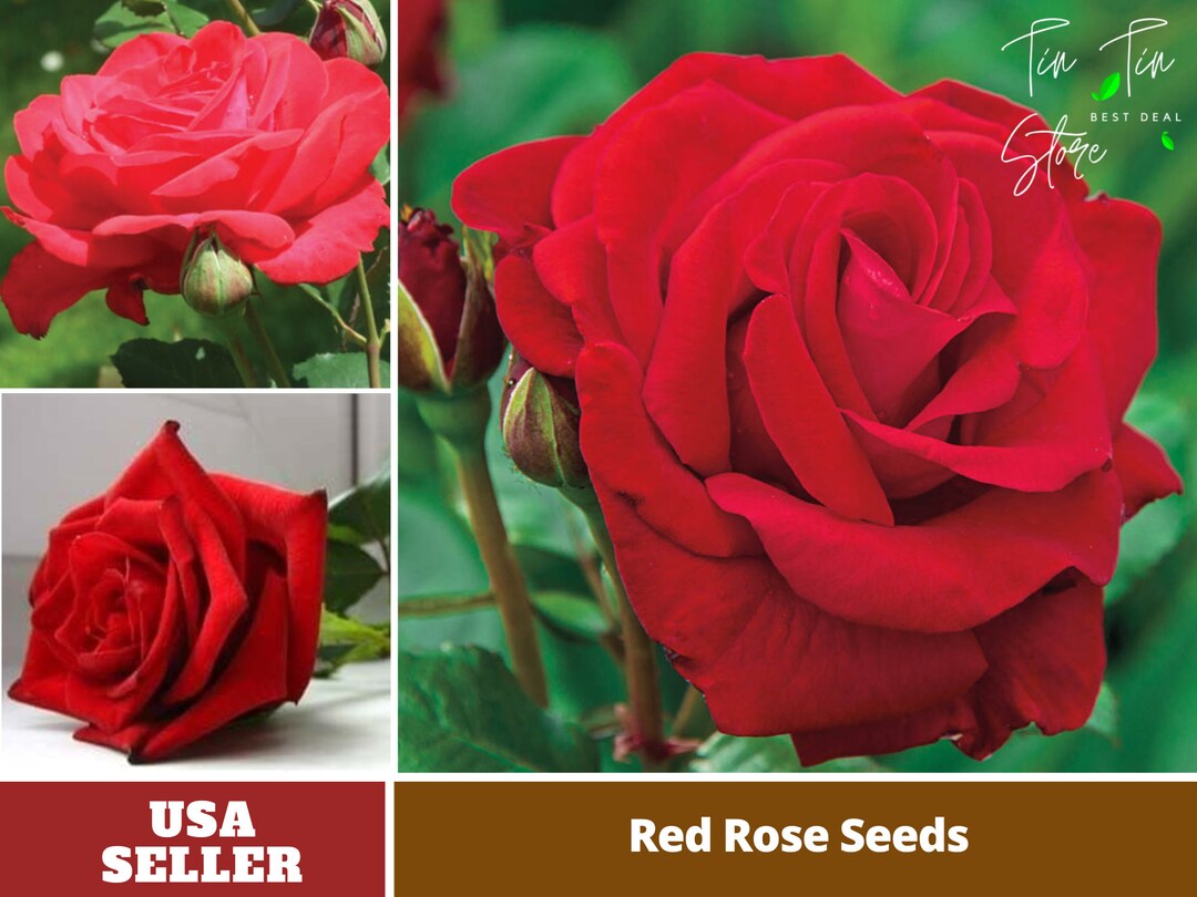 30 Seeds Red Hybrid Tea Rose Seeds perennial authentic Etsy