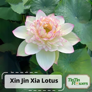 5+ Rare Seeds| Xin Jin Xia Lotus Seeds - Indian Lotus (Nelumbo nucifera) Seeds - Rare Lotus Flower Seeds - Exotic Aquatic Plant Seeds #Q050