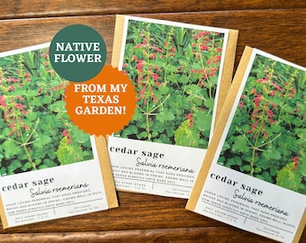 Cedar Sage Seeds: Texas Native Red Salvia for Hummingbirds & Butterflies