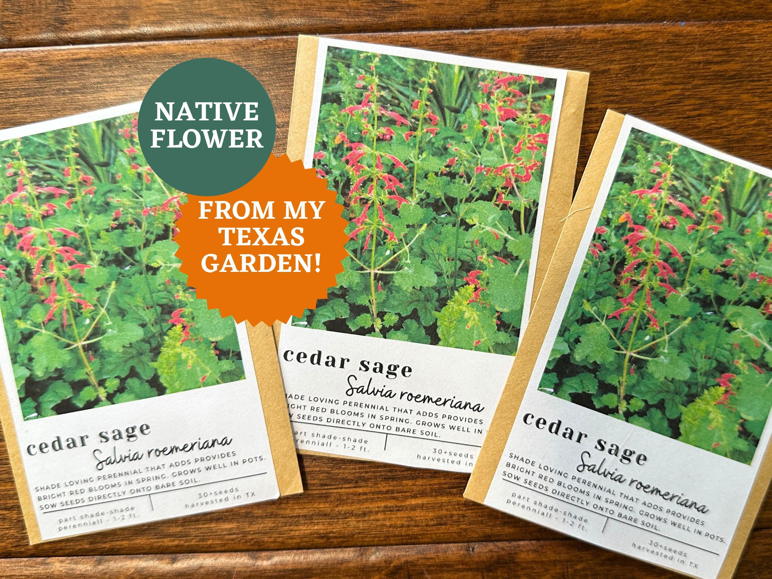 Cedar Sage Seeds: Texas Native Red Salvia for Hummingbirds