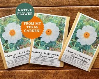 White Prickly Poppy Seeds: Texas Native Wildflower (20+ Seeds, Argemone albiflora)
