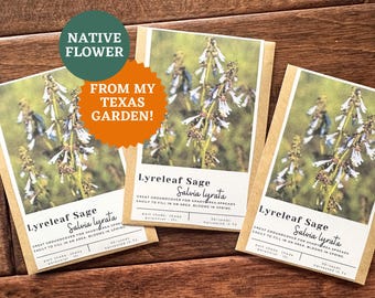 Lyreleaf Sage Seeds: Texas Native Ground Cover