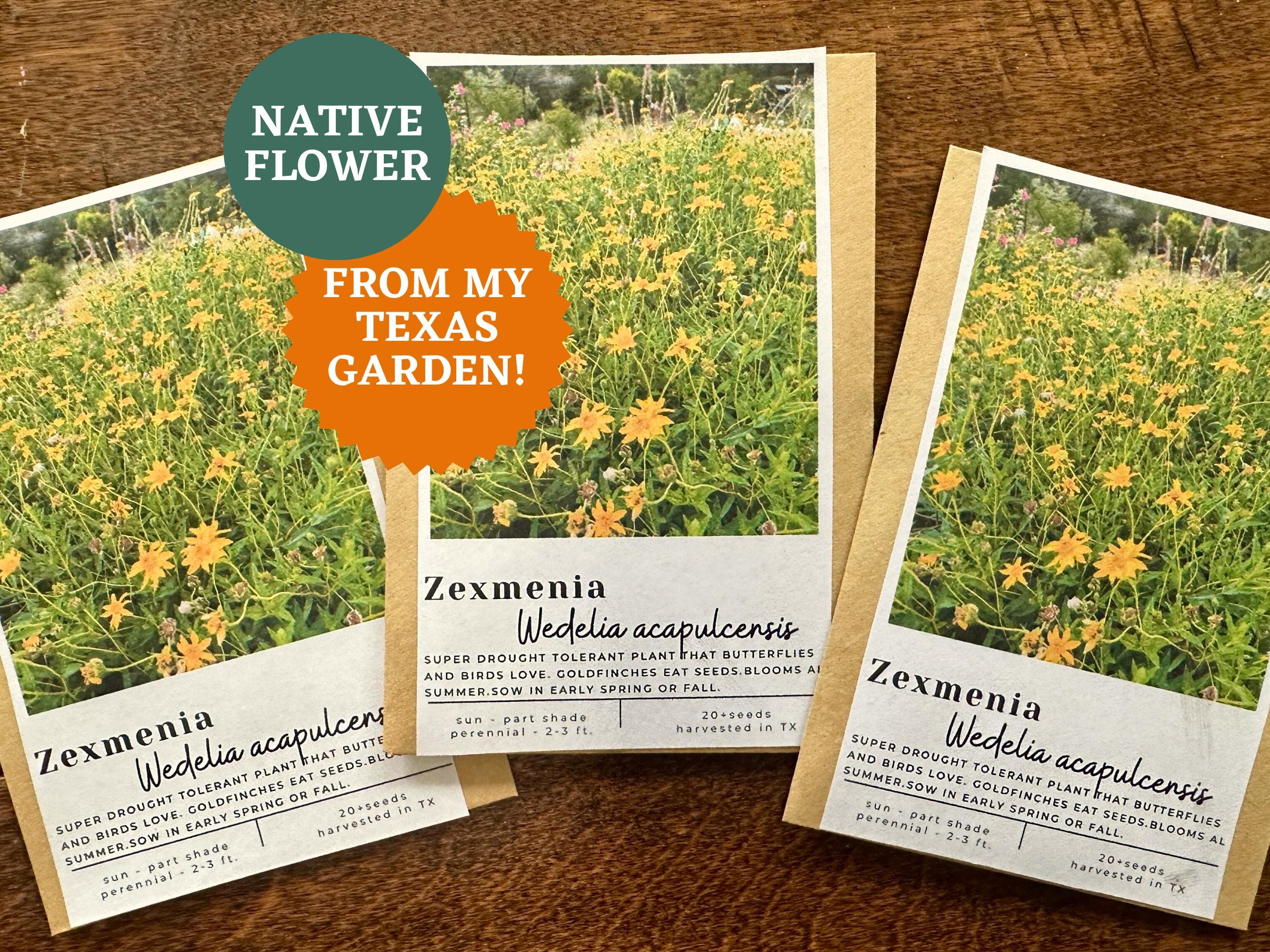 Zexmenia Seeds: Texas Native Butterfly Plant, Drought Tolerant - Etsy