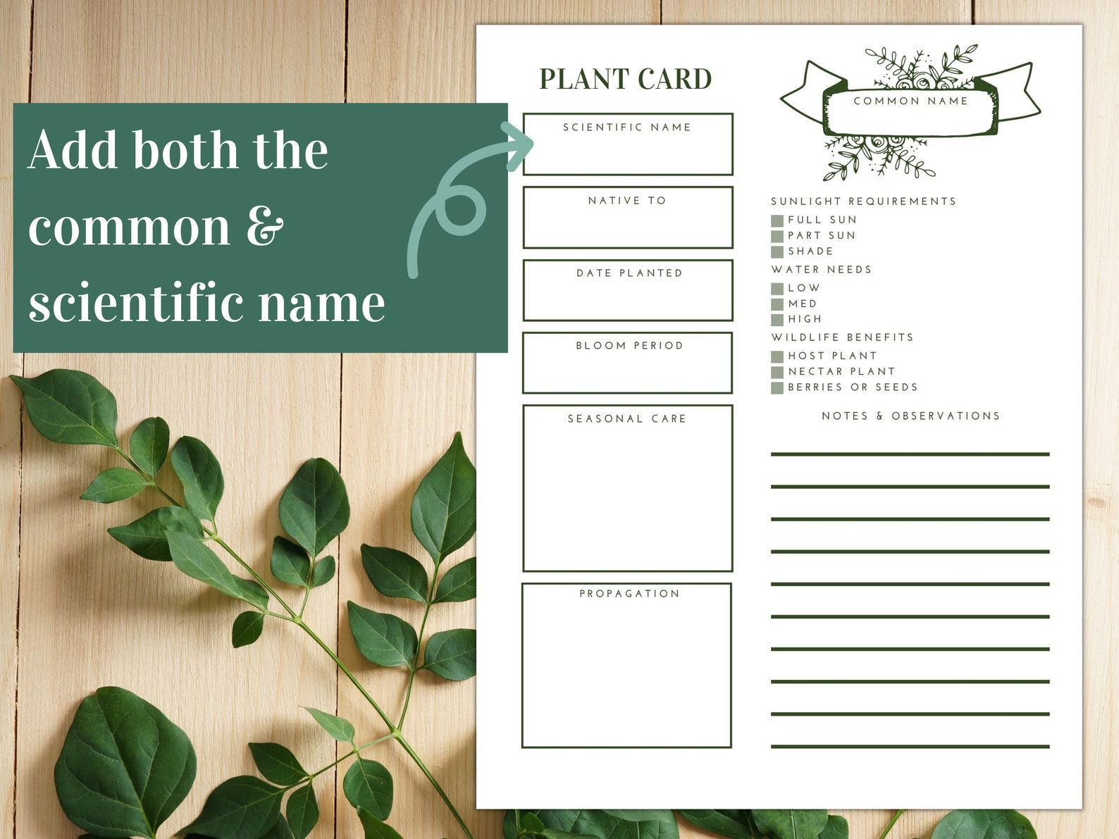 Plant Profile Template Plant Profile Template