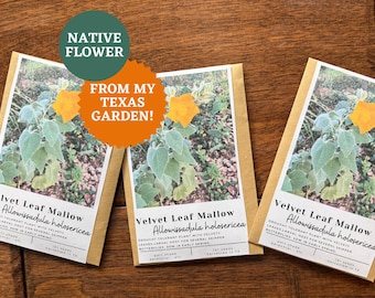 Velvet Leaf Mallow Seeds: Texas Native Flower