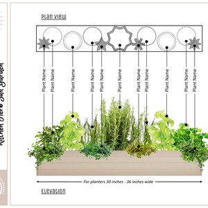 May include: A diagram of a rectangular planter with a "Kitchen Herb Sun Garden" design. The plan view shows various plant arrangements, while the elevation view displays the planter's dimensions, suitable for 30-36 inch wide planters. The text indicates the need for full sun.