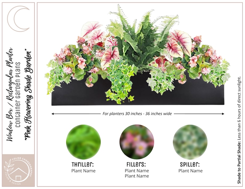 May include: A rectangular black window box planter filled with a Pink Flowering Shade Garden arrangement. The display features green ferns, pink and white variegated caladium leaves, and trailing ivy. Text indicates it fits 30 to 36 inches wide.