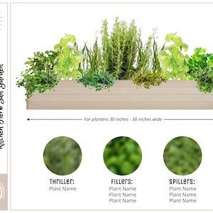 May include: A rectangular window box planter with a variety of green herbs. The text reads "Kitchen Herb Sun Garden" and "For planters 30 inches - 36 inches wide." The image also includes sections for "Thriller," "Fillers," and "Spillers" plant names.