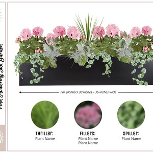 May include: A rectangular black window box planter containing pink geraniums, spiky green foliage, and trailing variegated ivy. Text reads: Window Box / Rectangular Planter, Pink Flowering Sun Garden, For planters 30 inches - 36 inches wide.