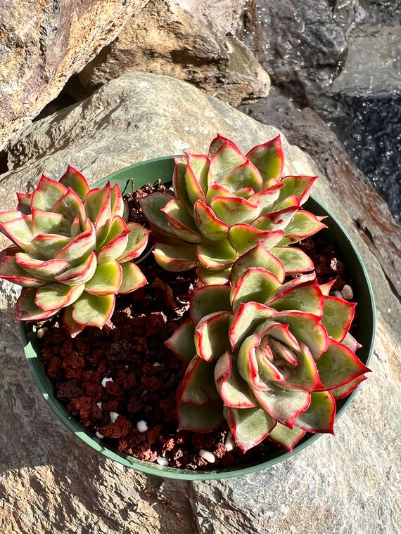 Echeveria Moon God Varnish Clusters/imported Etsy