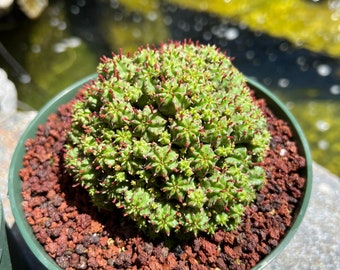 Euphorbia Monstrose - Etsy