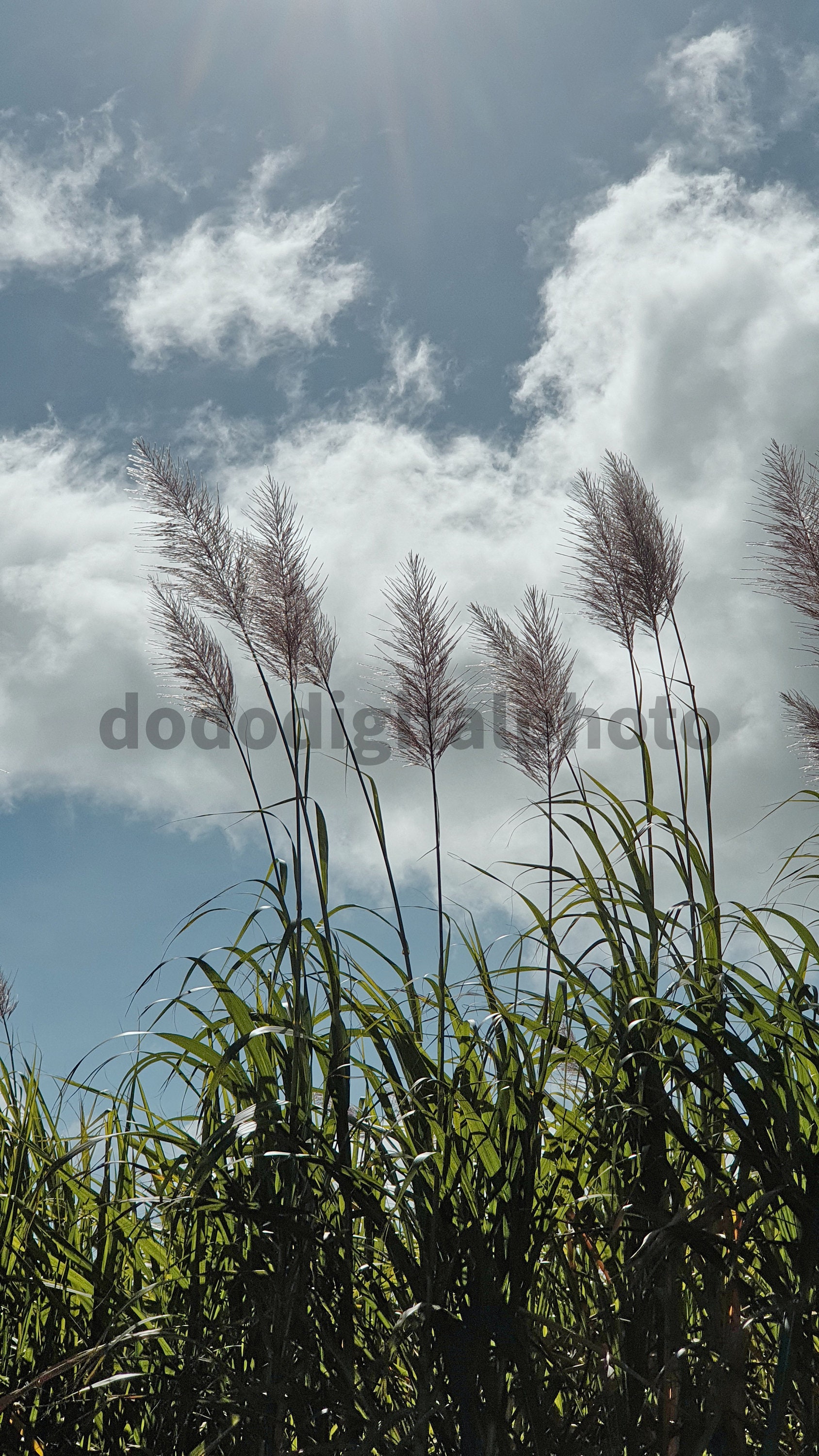 Flower of Sugarcane/pollen/digital Photography Etsy