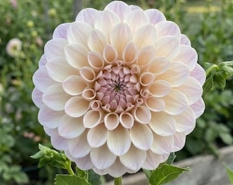 Sweet Nathalie dahlia tuber