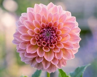 Castle Drive dahlia tuber