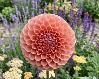 Cornell Bronze dahlia tuber