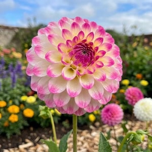 May include: A close-up of a vibrant dahlia flower with a mix of colors. The petals are white with pink edges, transitioning to yellow and deep pink in the center. Water droplets are visible on the petals. The flower is in a garden setting.