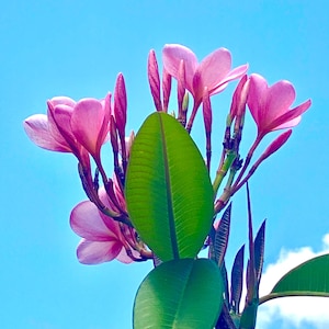 Pink Plumeria 10-12 inch Cutting