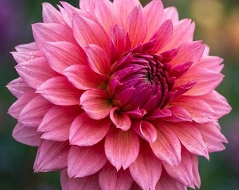 Sonic Bloom dahlia tuber