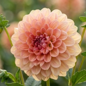 May include: A dahlia flower with numerous layered petals in shades of soft peach and light orange. The bloom is spherical and symmetrical, featuring a dense center of tightly packed petals that gradually open outward into larger, rounded layers.