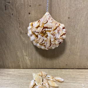 May include: A white seashell with brown and orange marbling hangs from a silver cord. A group of smaller seashells are scattered on a wooden surface.