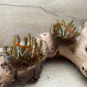 May include: Two clear, spherical resin paperweights. Each paperweight contains a miniature diorama of orange-capped mushrooms and green moss. The paperweights are displayed on a piece of driftwood.