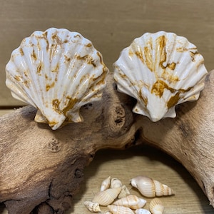 Drawer knobs pair, scallop shell design , beach themed, finishing touch for seaside styled rooms