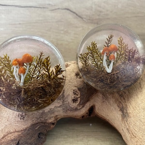 May include: Two clear, round resin plugs featuring miniature mushroom and moss scenes. The mushrooms have orange caps and white stems, surrounded by green and brown foliage. The plugs are displayed on driftwood.