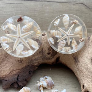 May include: Two clear, round plugs with embedded seashells and starfish. The plugs are filled with a clear resin, showcasing various seashells and a central starfish. The plugs are displayed on a piece of driftwood, with additional shells scattered below.