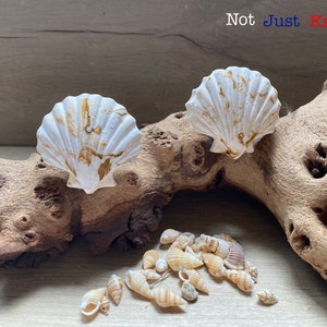 May include: Two white seashell-shaped drawer pulls with gold marbling on a piece of driftwood.  A collection of small seashells are scattered on a light brown surface below the driftwood.  The text "Not Just Knobs" is visible above the driftwood.