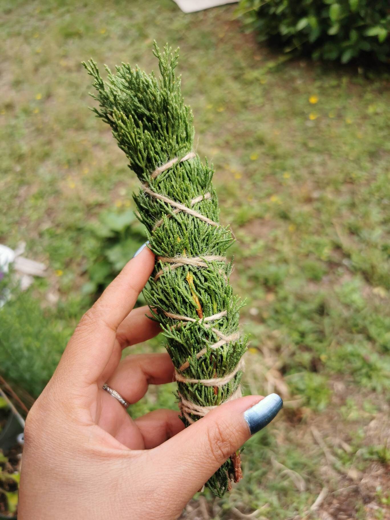 Genévrier/ Bâtonnet Genévrier/Juniper Smudge Stick/Fumigation /Herbes de Protection /Bavure
