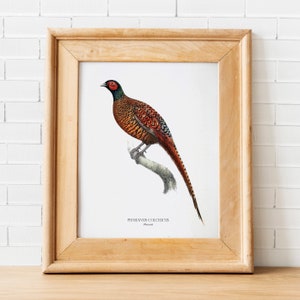 Pheasant Print, Vintage Bird Printable, Pheasant Wall Art, Bird Illustration, Phasianus Colchicus Poster, British Bird Art
