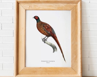 Ilustración de faisán vintage para pared, impresión de pájaro antiguo, decoración cottagecore, descarga digital instantánea.