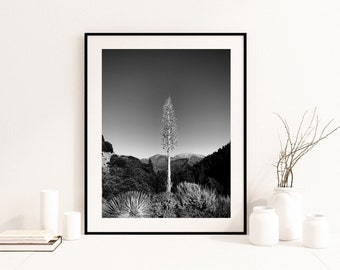 California nature photography pacific crest trail desert agave wall art desert art print cactus art print wall decor instant download