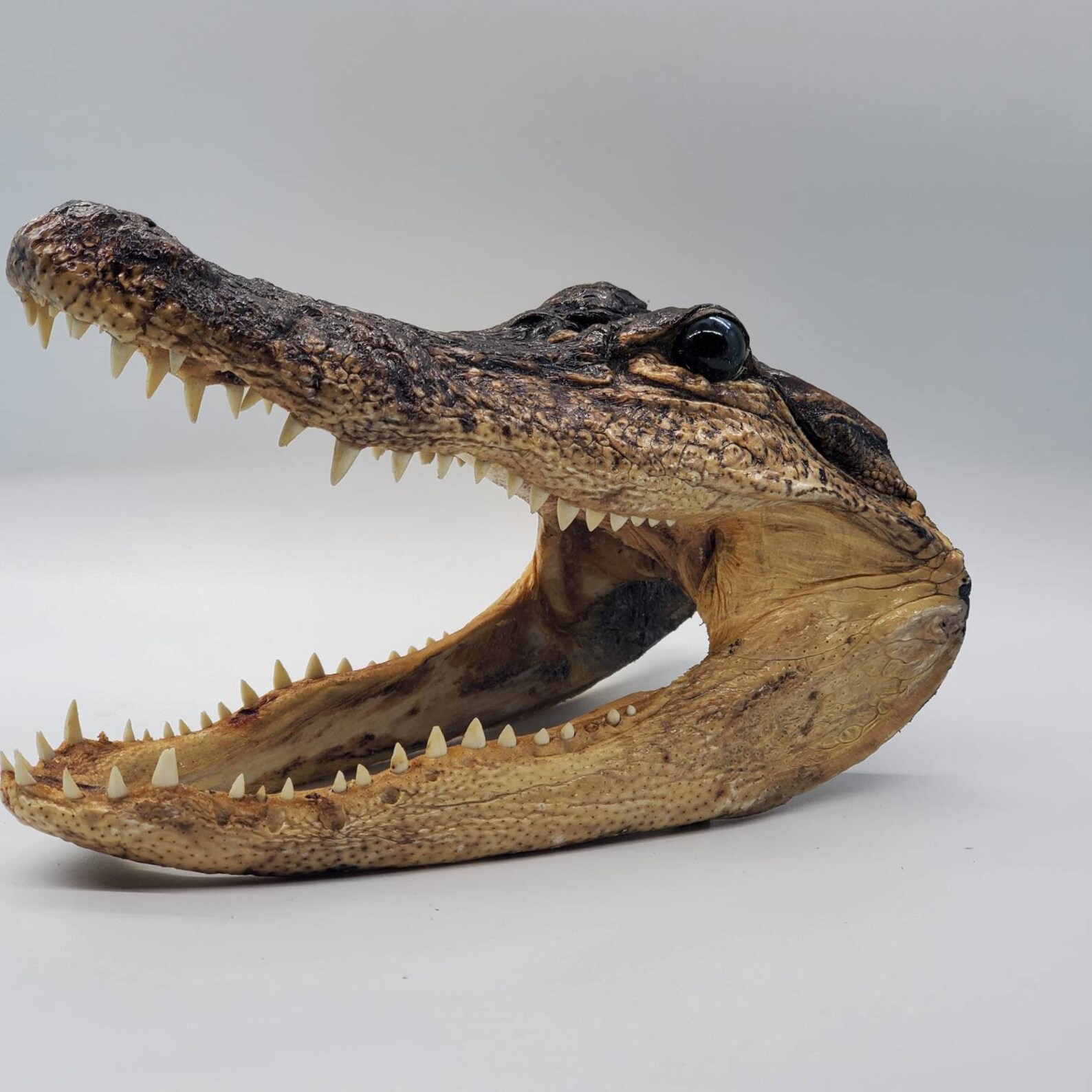 Alligator Head 8 10 inches Etsy