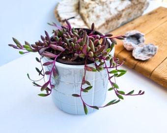 Ruby Necklace Succulent Othonna capensis, Plant Cuttings, potted plant, String Succulent Cuttings