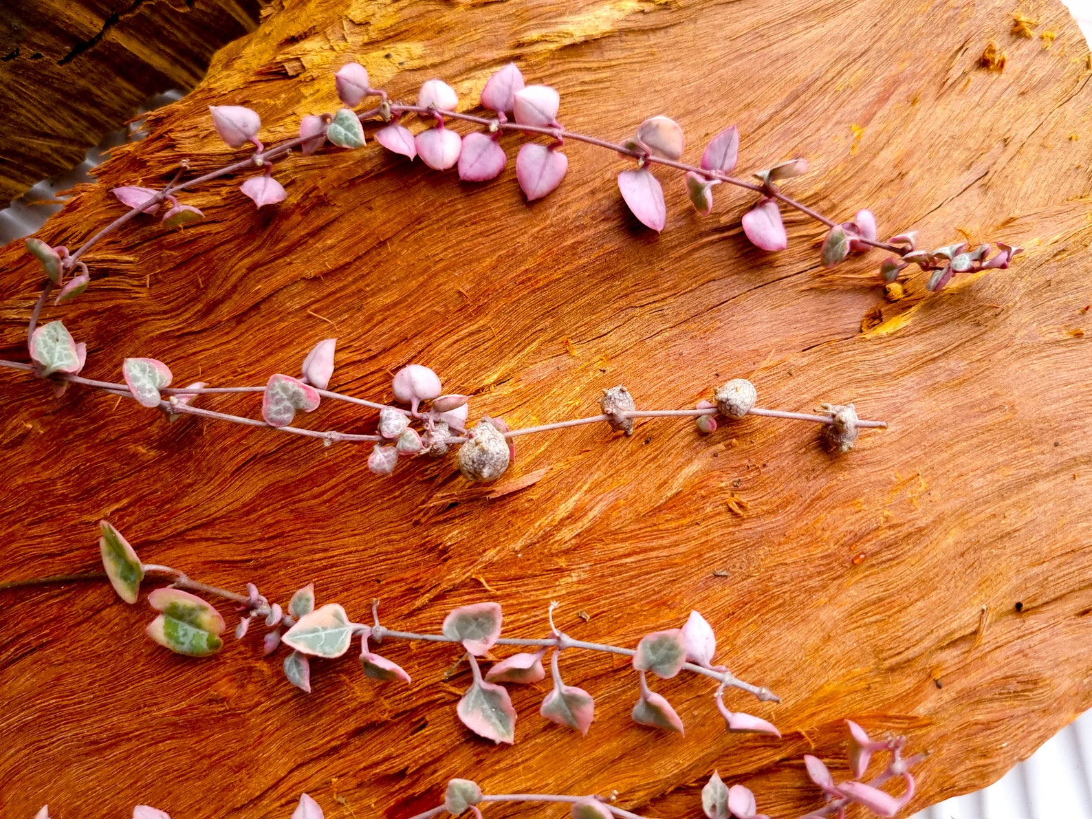 Variegated Chain of Hearts Ceropegia Woodii Variegata String Etsy